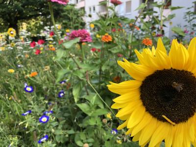 Bee creative: Seedball-Spende für Bienen und Bewohner in der Curtmannstr.